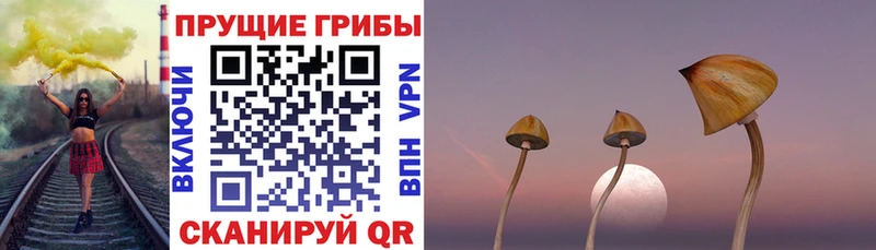 как найти закладки  Альметьевск  Псилоцибиновые грибы Cubensis 